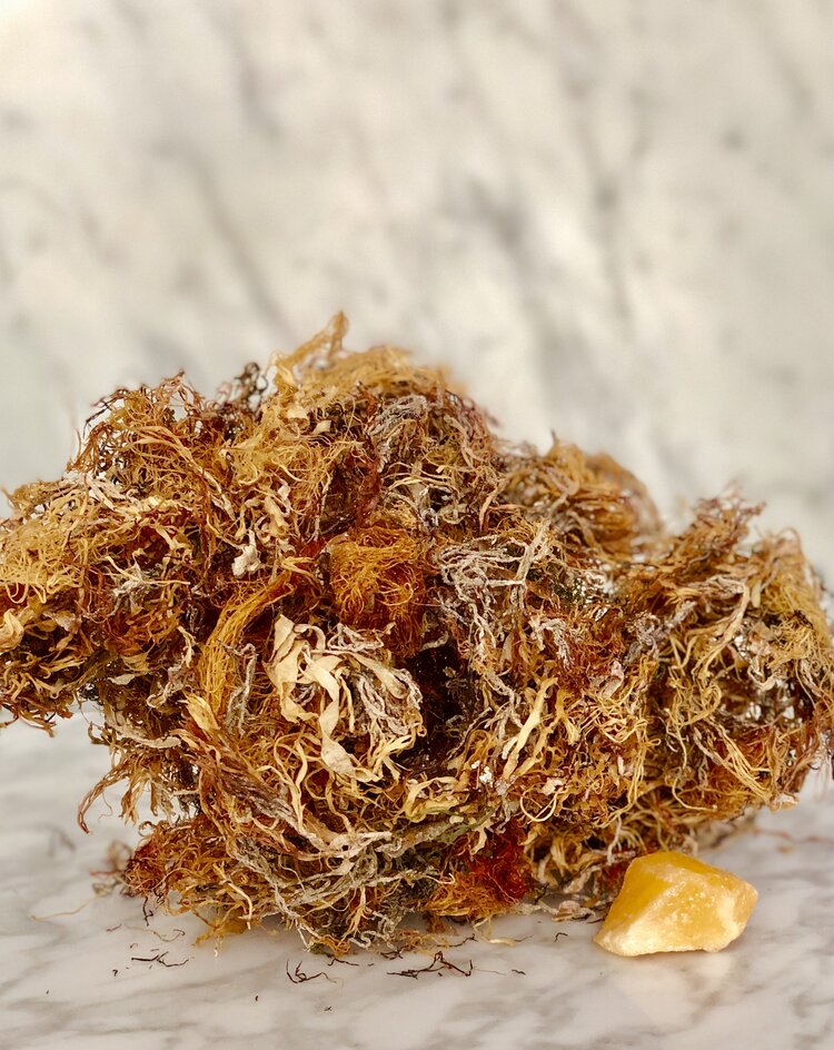 Gold Sea Moss 1/2 Pound